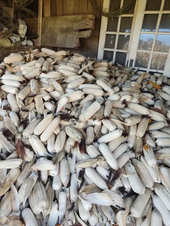 MILHO EM SOCA - Foto 4