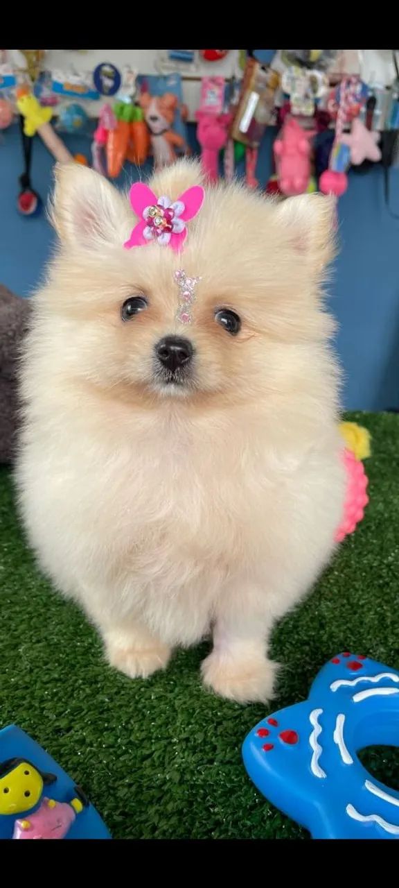 Spitz Alemão fêmea 