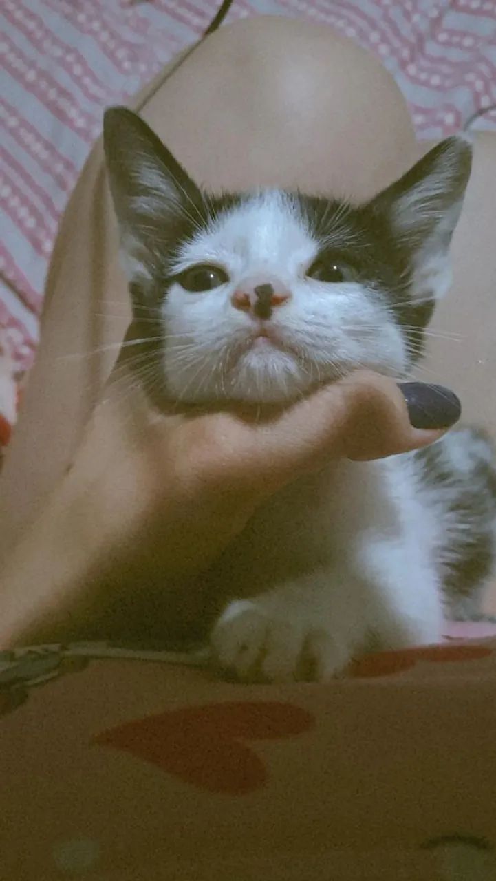 Gata Fêmea Branca e Preta para adoção responsáve! - Foto 3