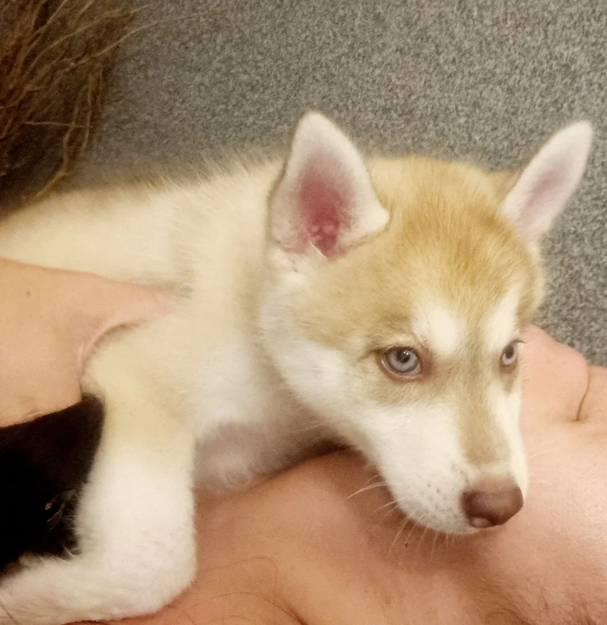 Filhote de Husky Siberiano para adoção