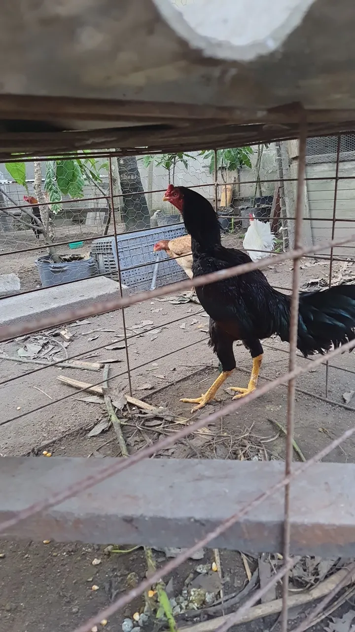 Galo de Raça. 