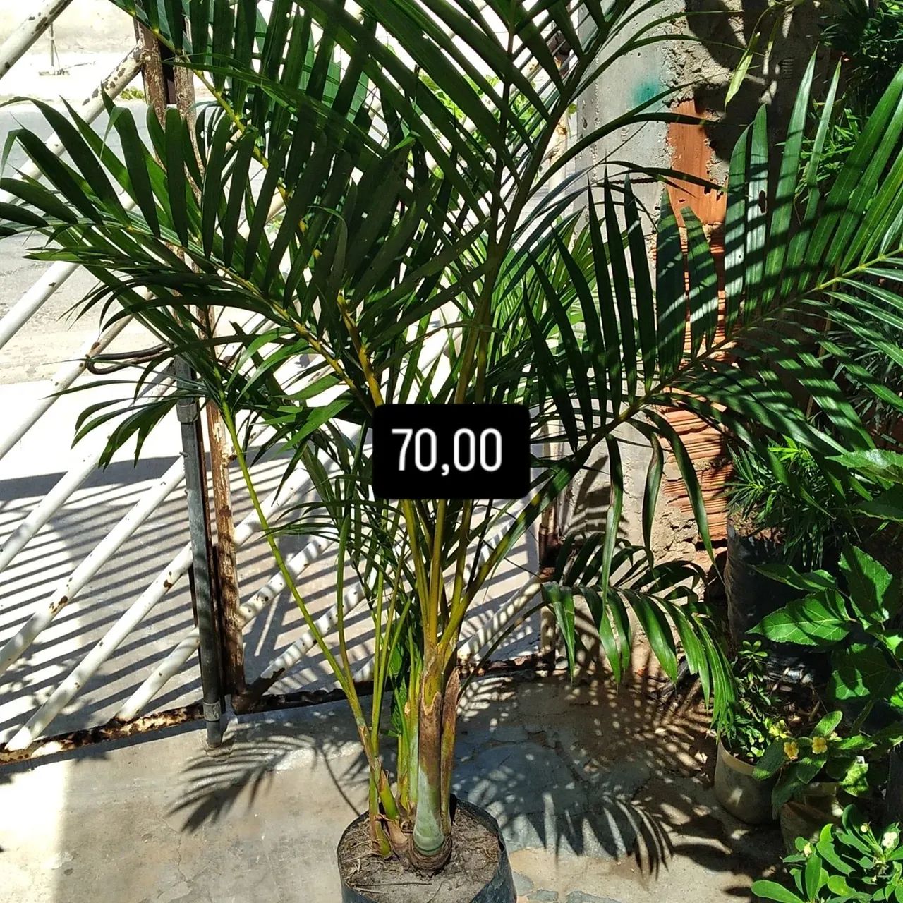 Jardim Tropical com Plantas Ornamentais Diversas - Foto 4