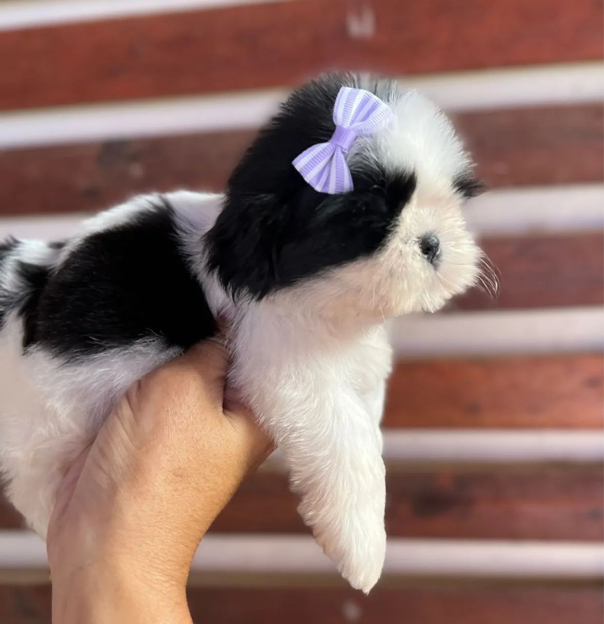 Shih Tzu Bebê - Fofinho e Carinhoso - Foto 2
