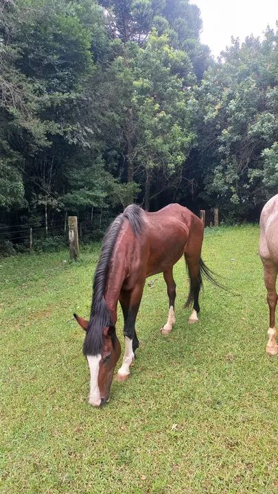 Eguas quarto de milha e manga larga *) - Foto 2