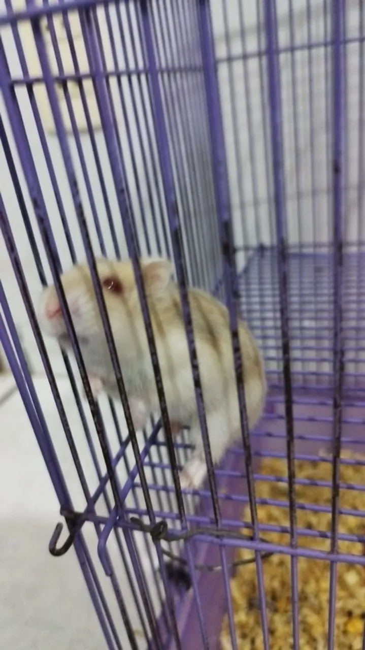 Hamster Anao + Gaiola