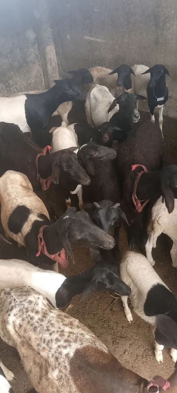 sócio investidor. - Foto 4