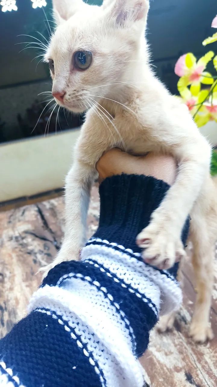 GATINHO FILHOTE MACHO