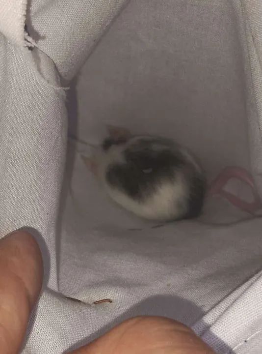 Camundongos domésticos - Foto 6