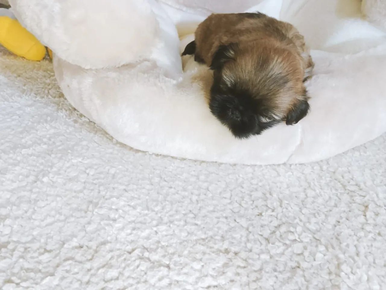 Shitzu macho filhote 