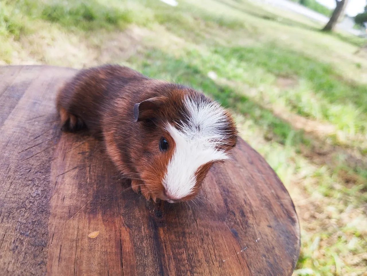 Machinhos de porquinho da índia disponível  - Foto 2