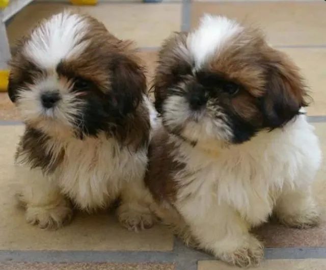 Shihtzu mini europeu - lindos bebes em promoção - vacinados - Foto 4