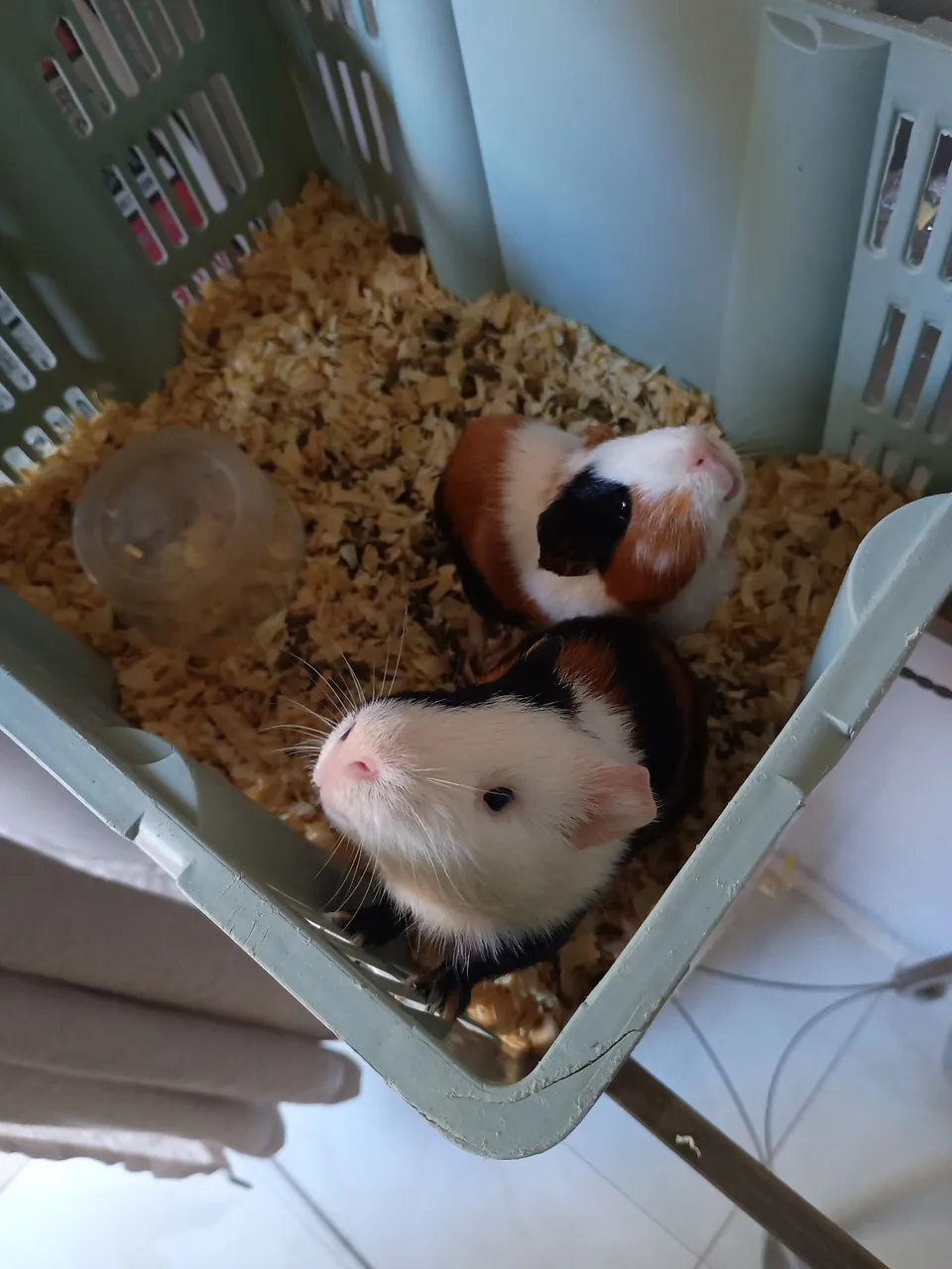 Vendo casal de porquinho da índia