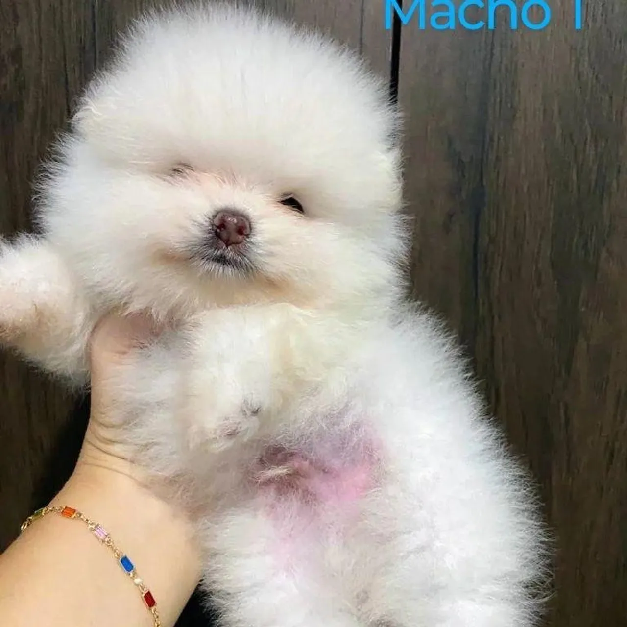 Filhote Spitz Alemão Anão