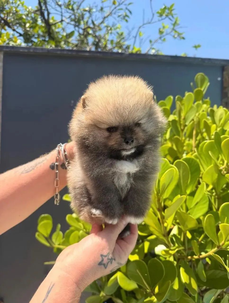 Spitz alemão ( restam apenas 2, um macho e uma fêmea 