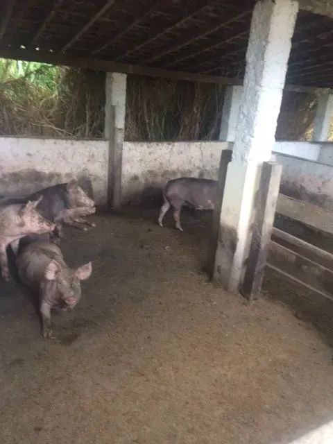 Ótimo para Empreendedorismo, Fazenda 16 hec, Rio e 2 Açudes Perene, Agrestina - Foto 12