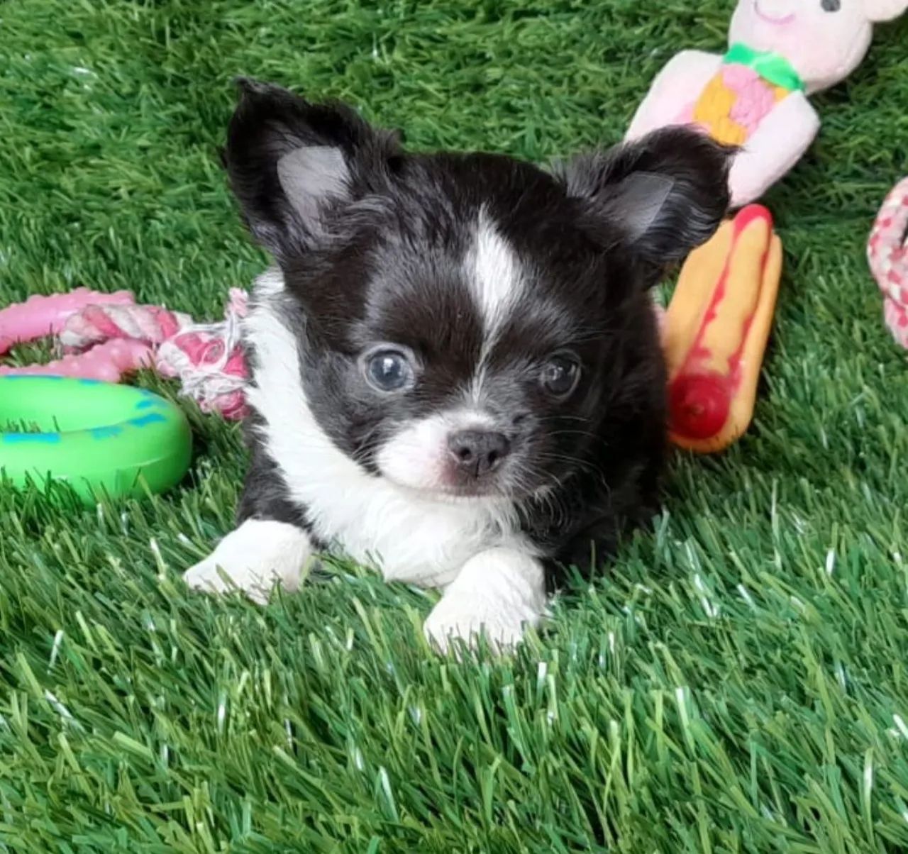 Chihuahua - Fofura de filhote pelagem longapreta e branca!