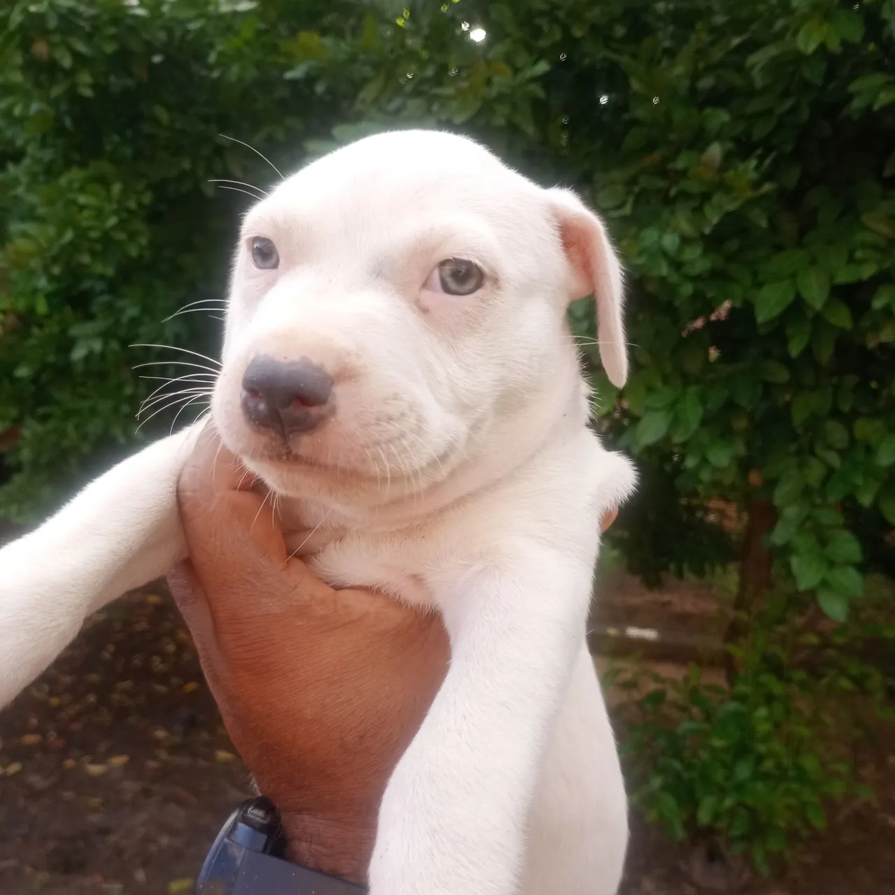 Filhote de Pitbull para venda