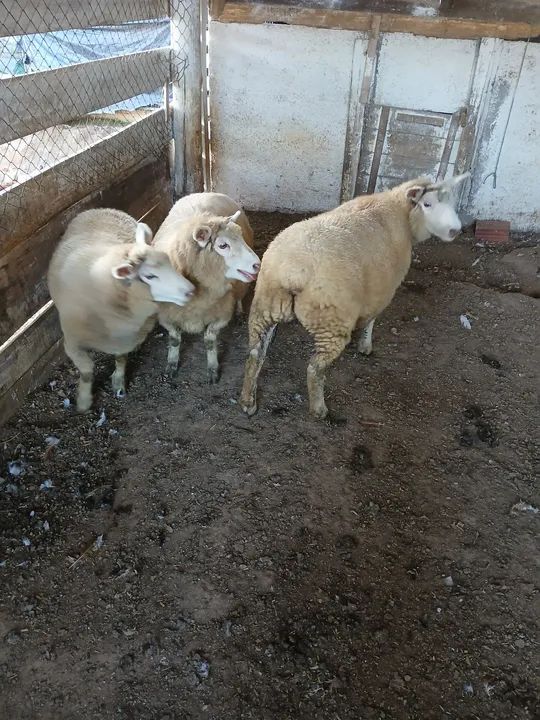 Três borregas avenda