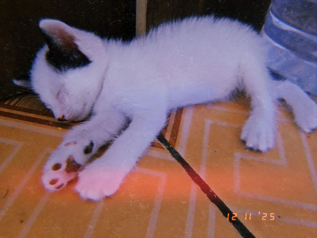 Gatinho para Adoção  - Foto 4