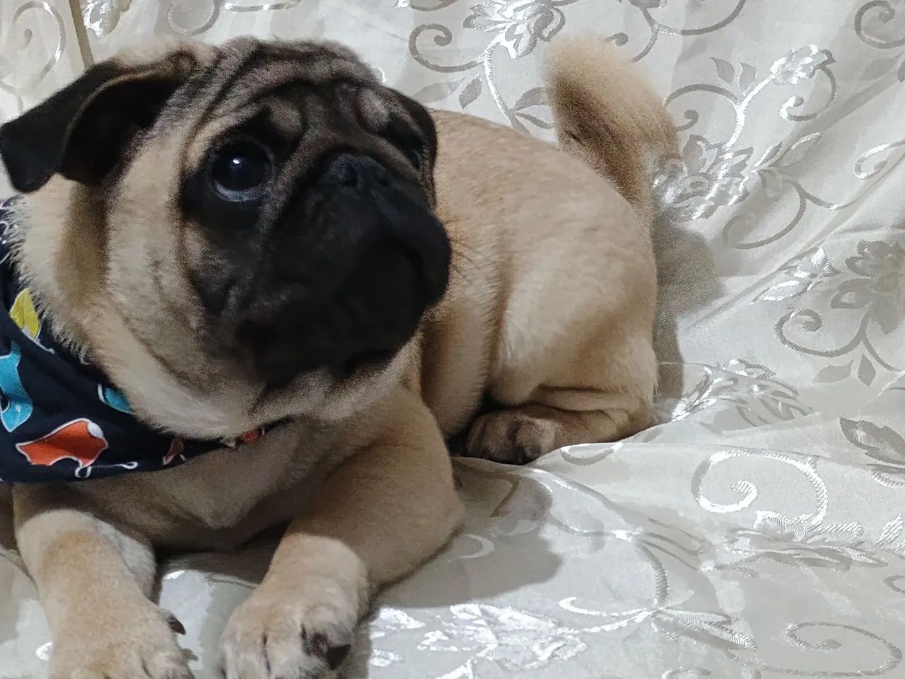 Pug macho 4 meses com todas vacinas em dia - Foto 3