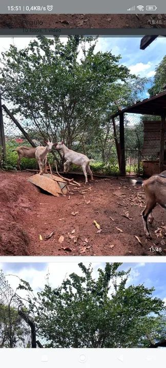Cabras para venda - Foto 3