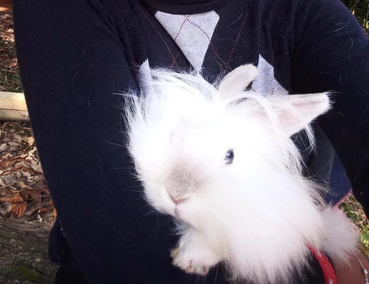 Coelhinho fofinho fêmea para adoção - Foto 2