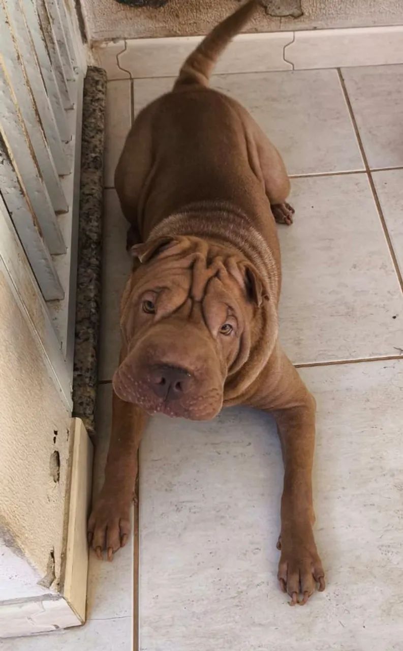 Shar Pei macho 2 anos 