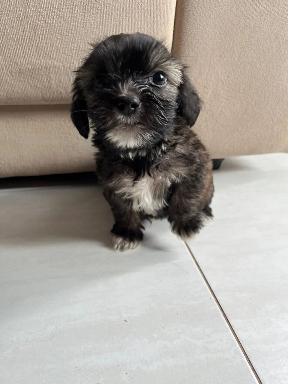 Filhotes Lhasa Apso - Foto 2
