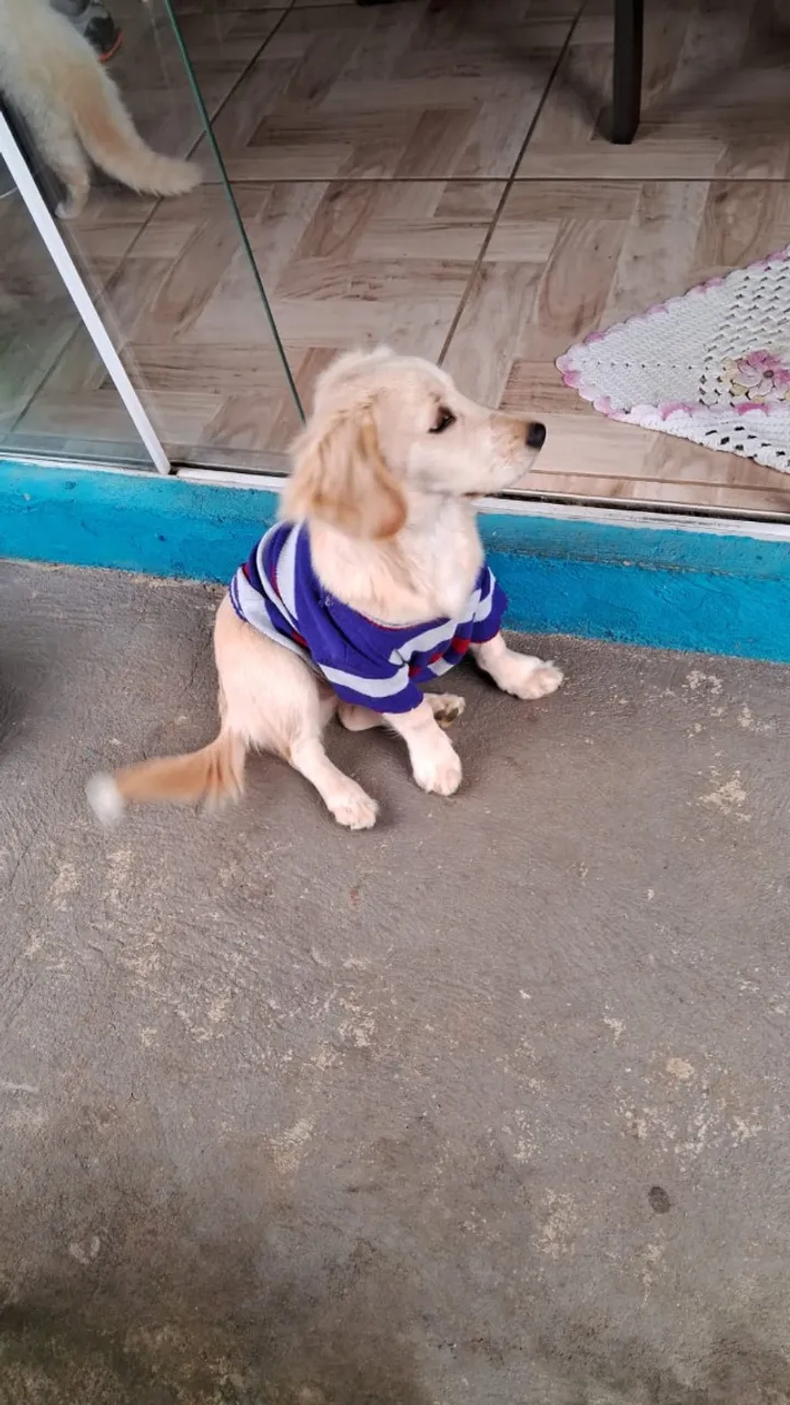 Cachorro 