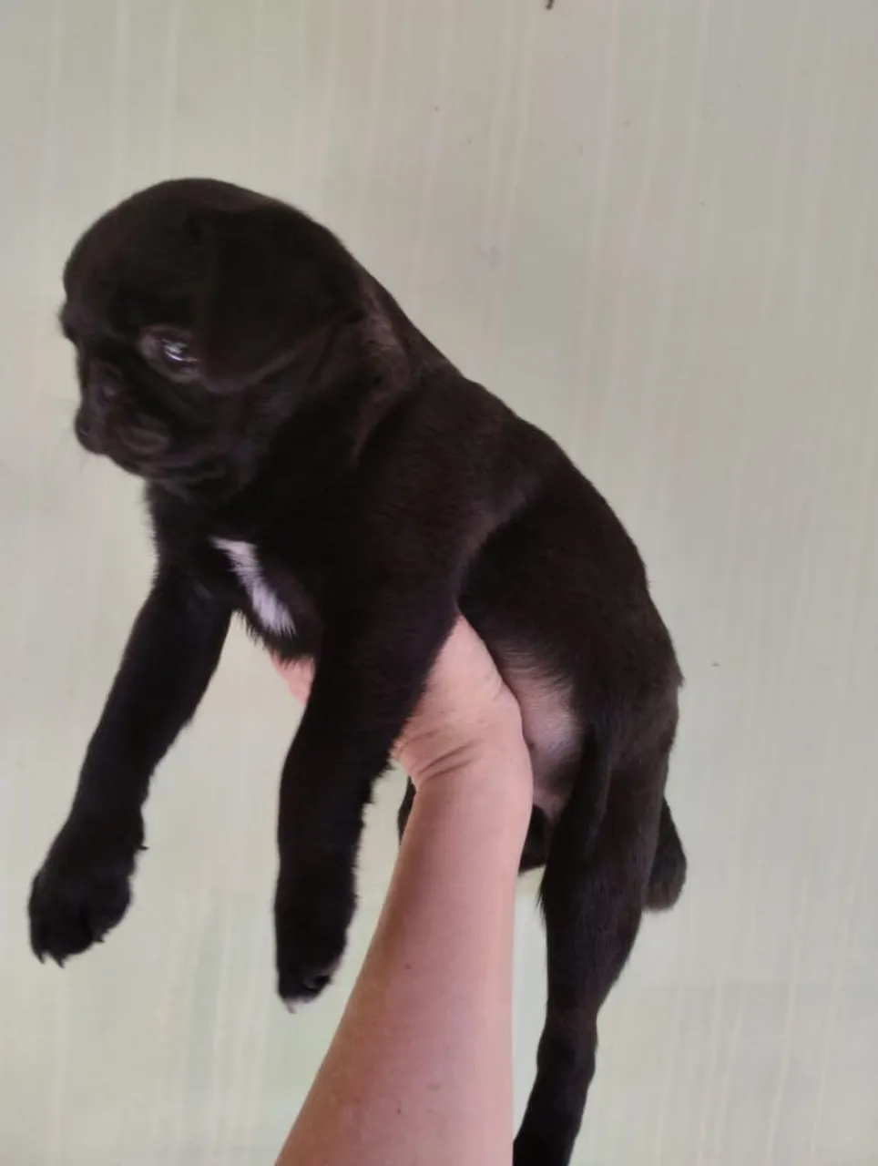 Filhote Pug Preto