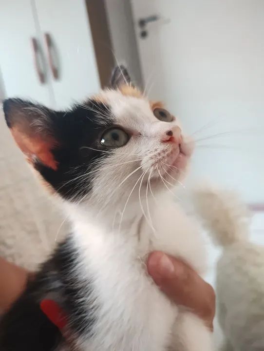 Gatinha para Doação 