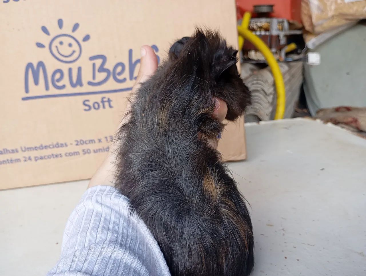 Filhote de Porquinho da Índia  - Macho