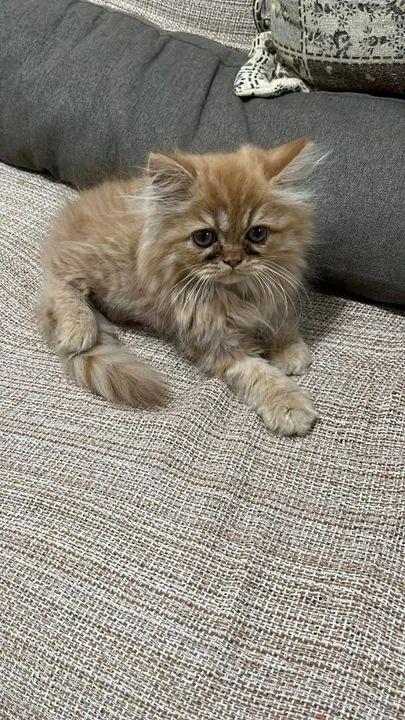 Gatinho persa com Pedigre - Foto 4