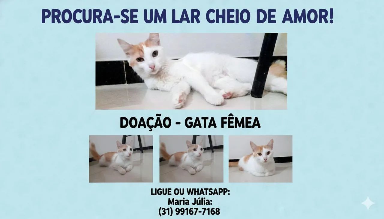 Doação- Gata Fêmea 