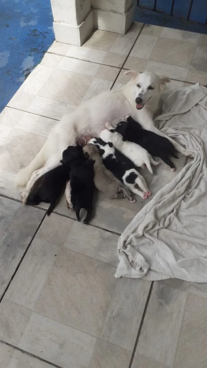 Filhotes de vira lata para doação 