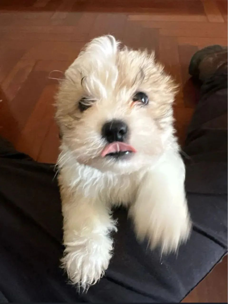 Filhotes lhasa para venda macho e fêmea!!! - Foto 5