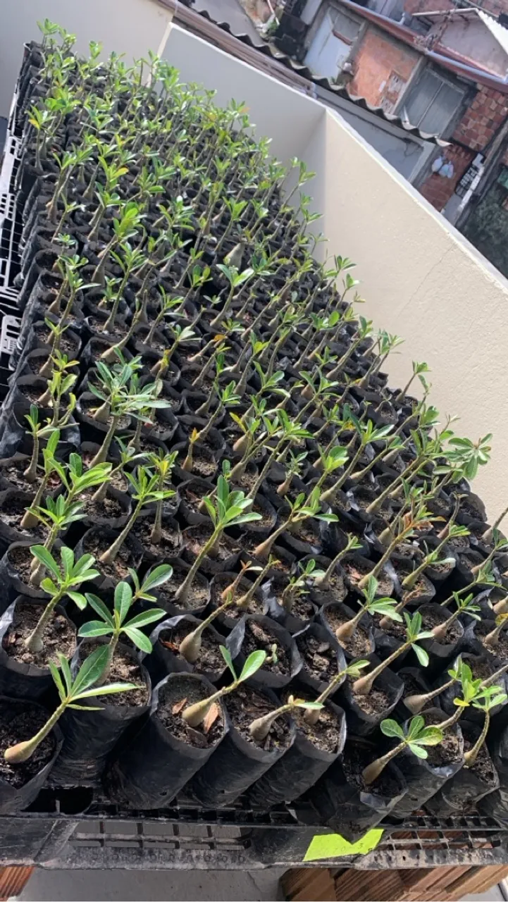 Rosas do Deserto, Mudas de Adenium obesum presente maravilhoso