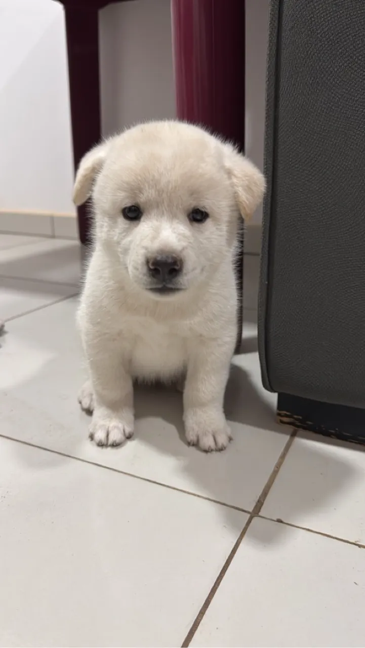 Filhote de Akita puro