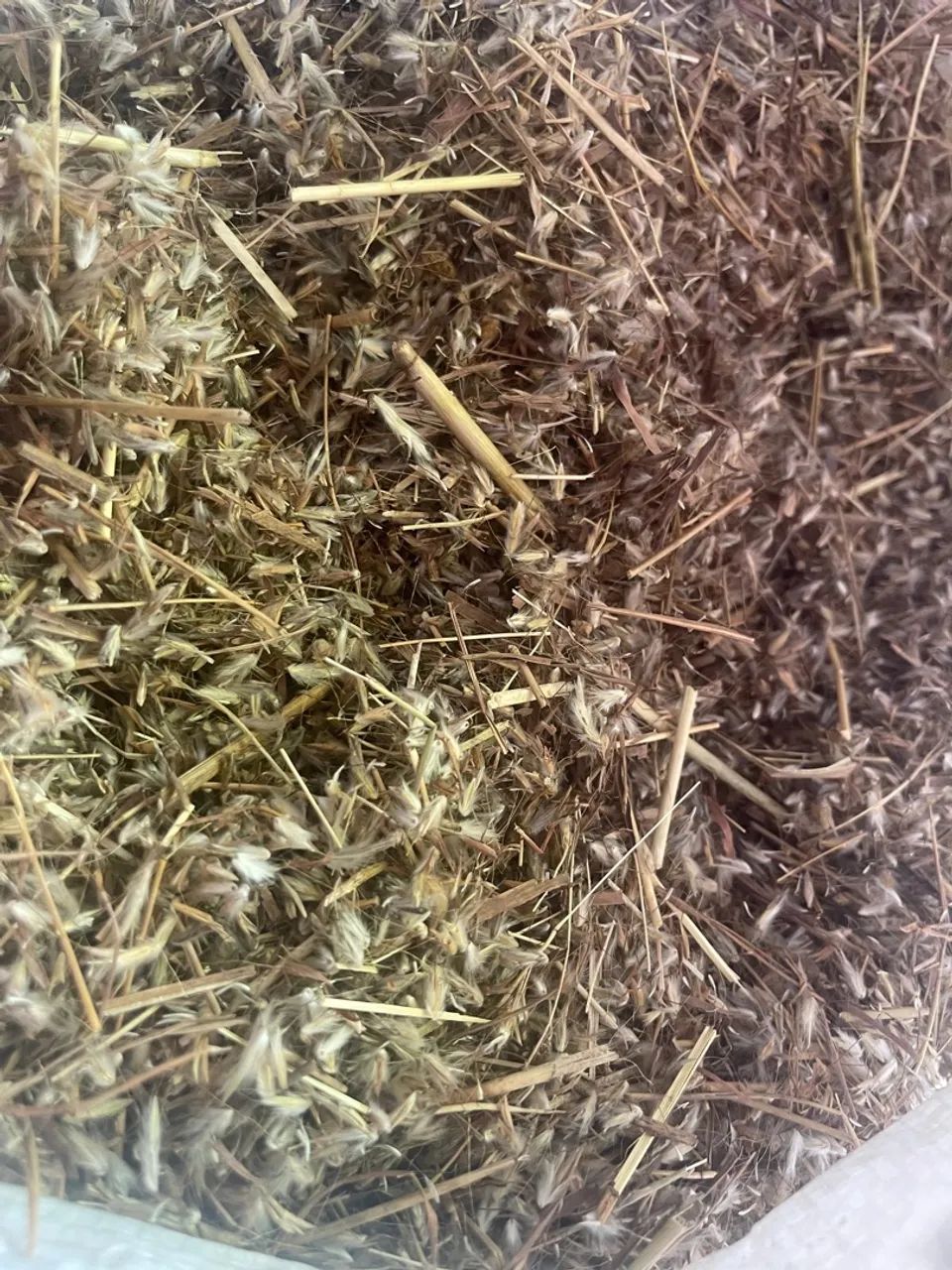 Vendo semente de andropol  - Foto 4