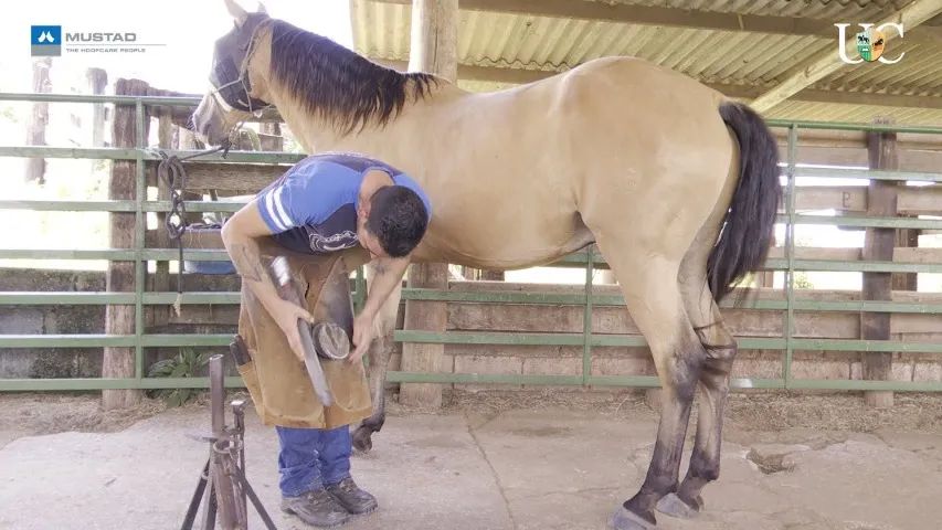 Doma Racional de Equinos - Foto 6