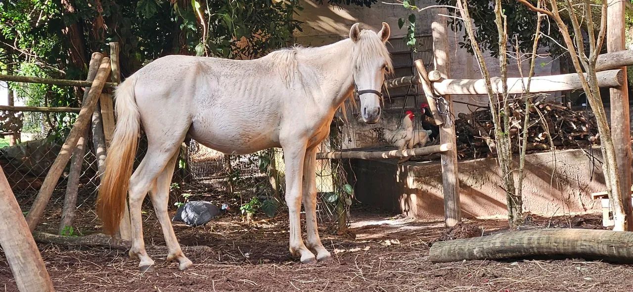 Potro inteiro Mangalarga Marchador - Foto 3
