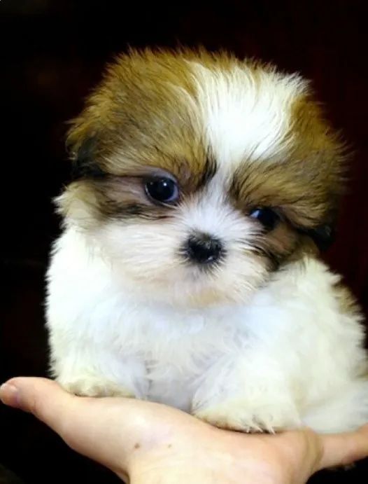 Shihtzu mini europeu - lindos bebes em promoção - vacinados
