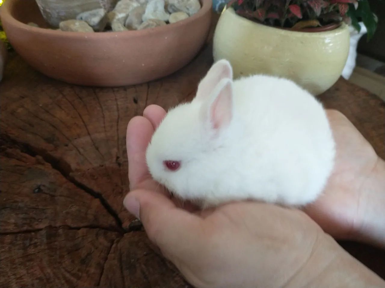 Vendo filhote mini coelho Netherlands  - Foto 2