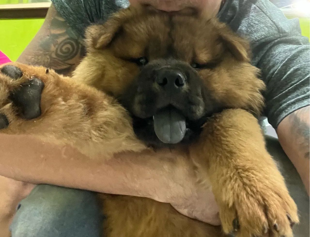 Chow chow filhote  - Foto 2