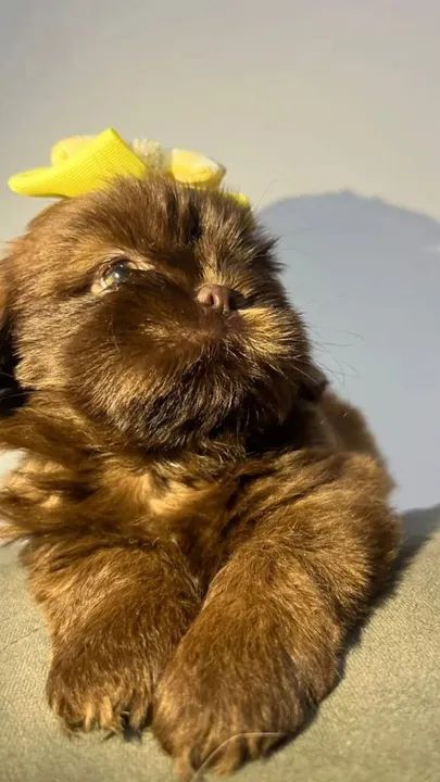 Shih-tzu fêmea ? - Foto 5