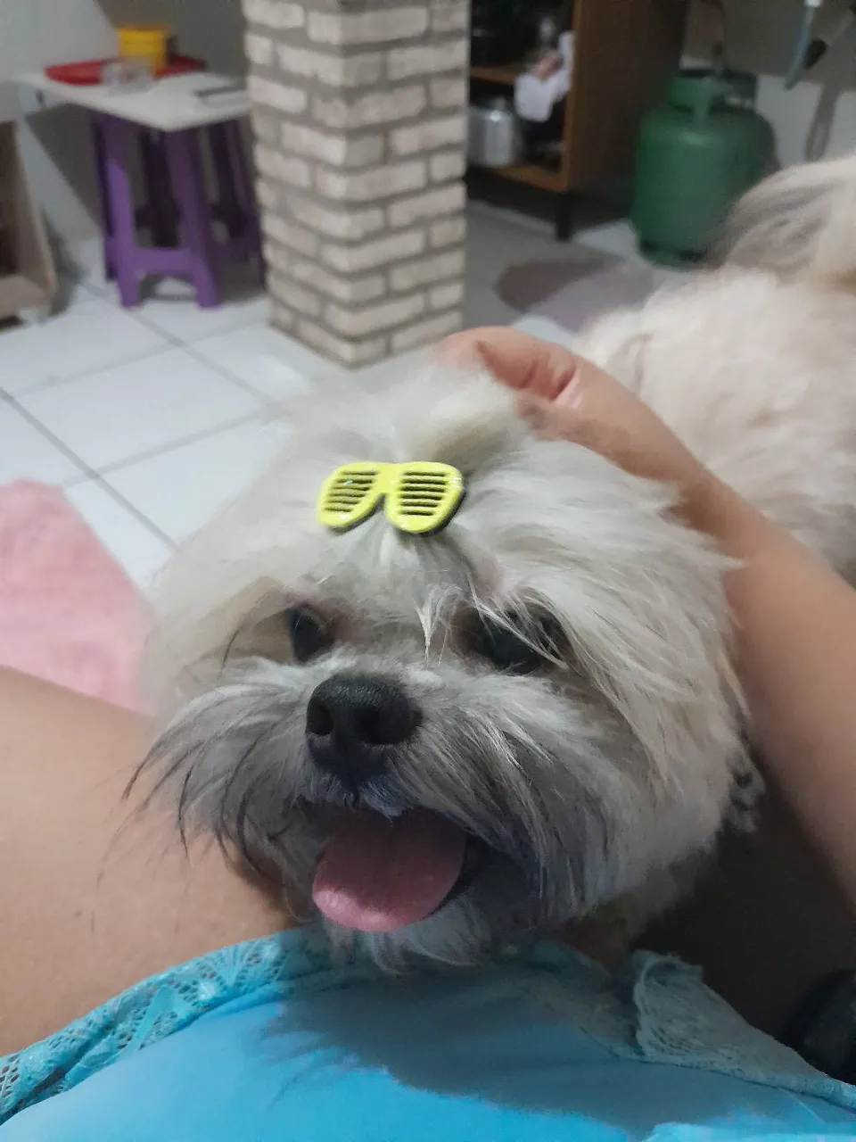 Estou doando um shitzu macho