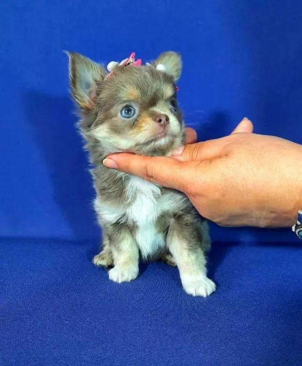 Chihuahua Macho Creme - Pequeno, Elegante e Muito Carinhoso!