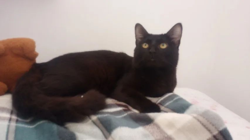 Doando esse gato macho  - Foto 2