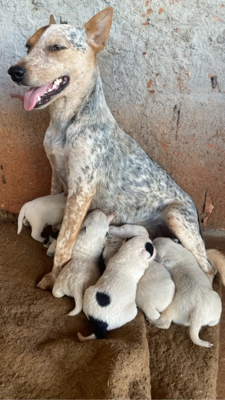 "filhotes de blue heeler" - Cachorros no Brasil