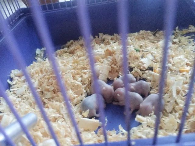 Hamster chinês  - Foto 2